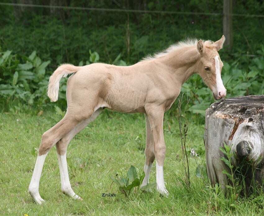 Palomino Sport Horse Foal